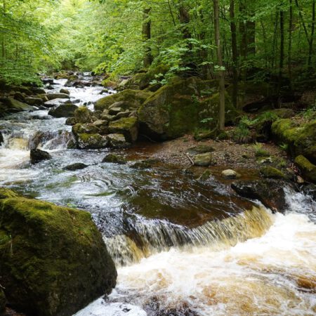 Wanderung: Ilsetal – Froschfelsen – Westerberg – Rohntal und zurück