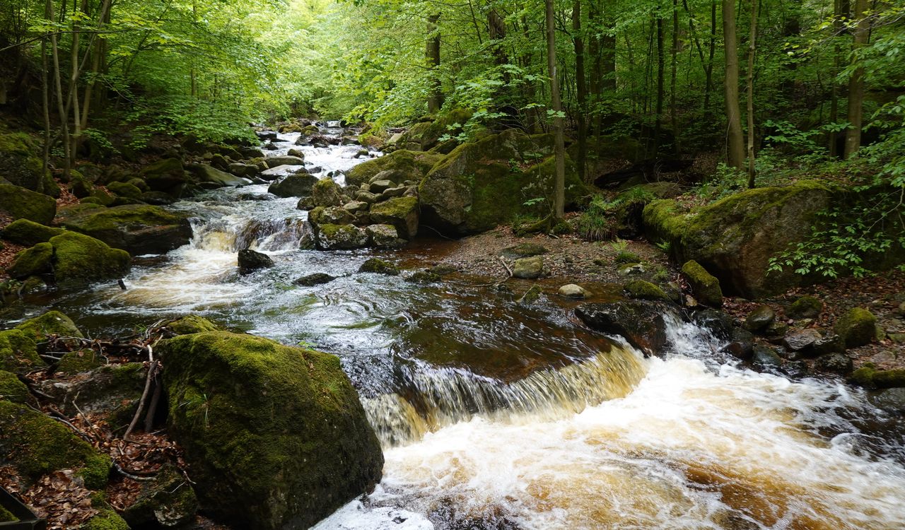 Wanderung: Ilsetal – Froschfelsen – Westerberg – Rohntal und zurück